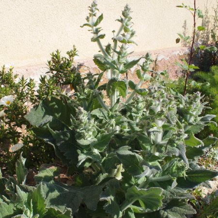 Salvia aethiopis - Woll-Salbei (Saatgut)